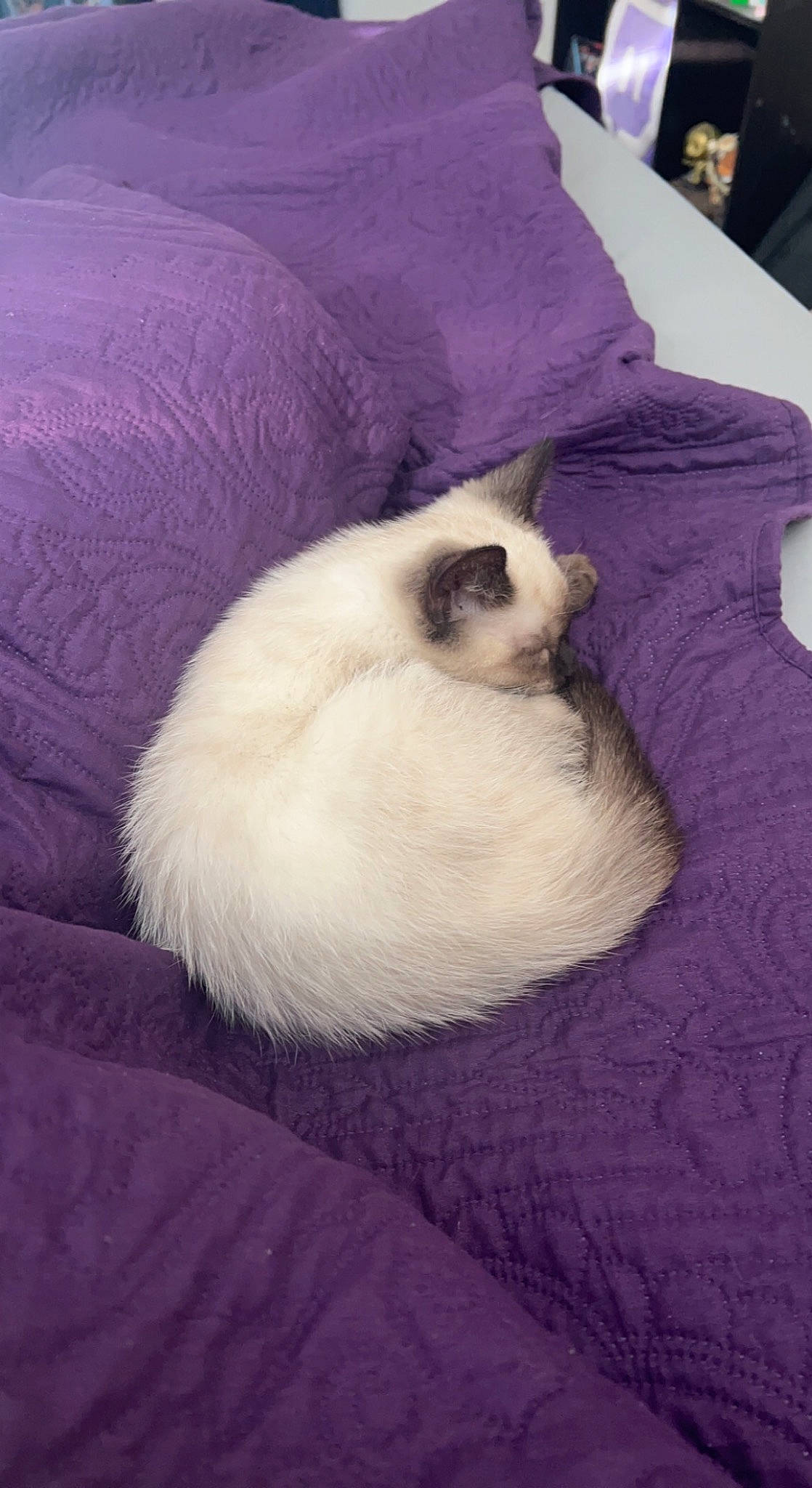 Kevin is registered to the contest to win money with this photo: balinese, birman, carnivore, cat, comfort, companion_dog, fawn, felidae, fur, nap, paw, siamese, small_to_medium_sized_cats, snout, tail, terrestrial_animal, whiskers