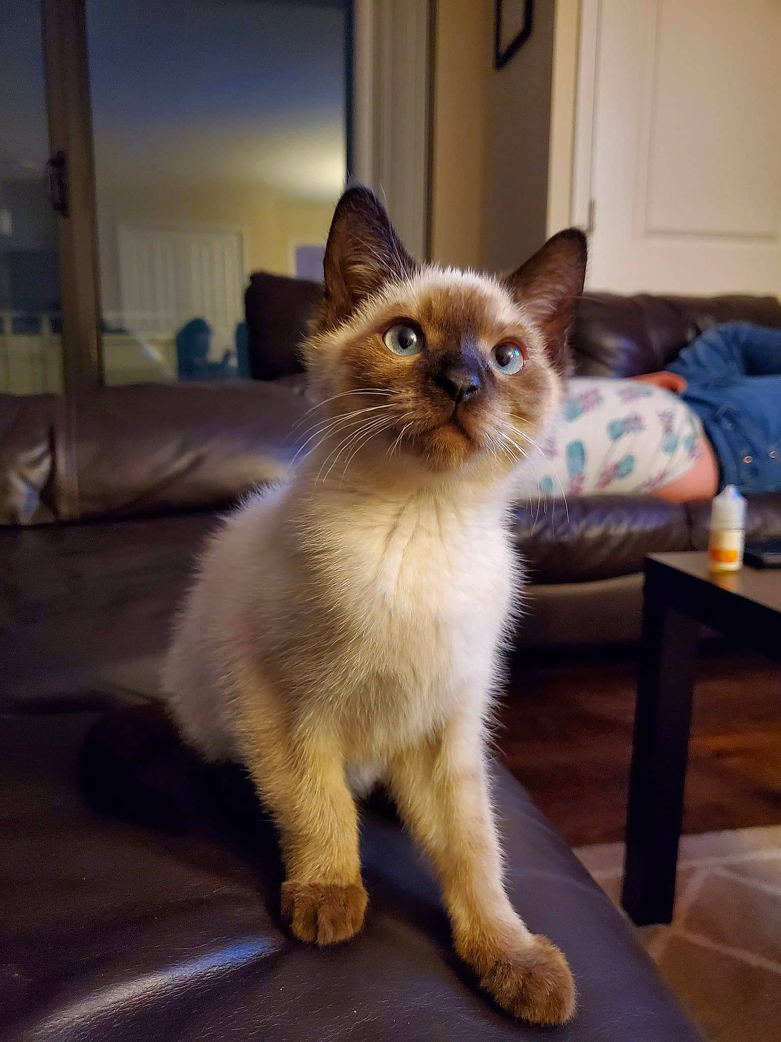 Kevin joined the competition — help win amazing prizes! balinese, carnivore, cat, claw, domestic_short_haired_cat, door, fawn, felidae, flooring, fur, paw, siamese, small_to_medium_sized_cats, snout, table, tail, terrestrial_animal, thai, whiskers, window