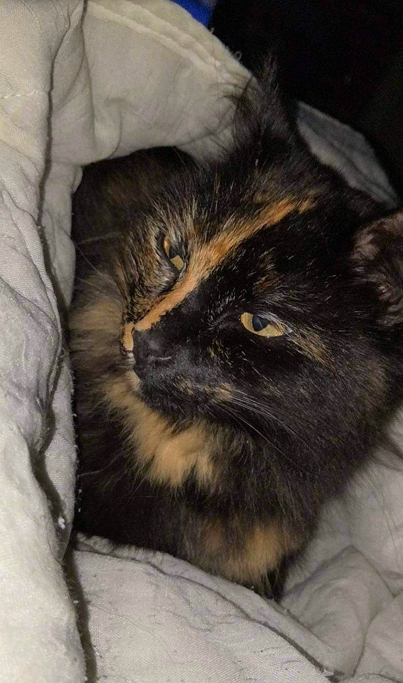 Guizmo participe au concours pour gagner de l'argent avec cette photo : black_cat, brown, carnivore, cat, comfort, domestic_short_haired_cat, felidae, fur, grey, small_to_medium_sized_cats, terrestrial_animal, whiskers