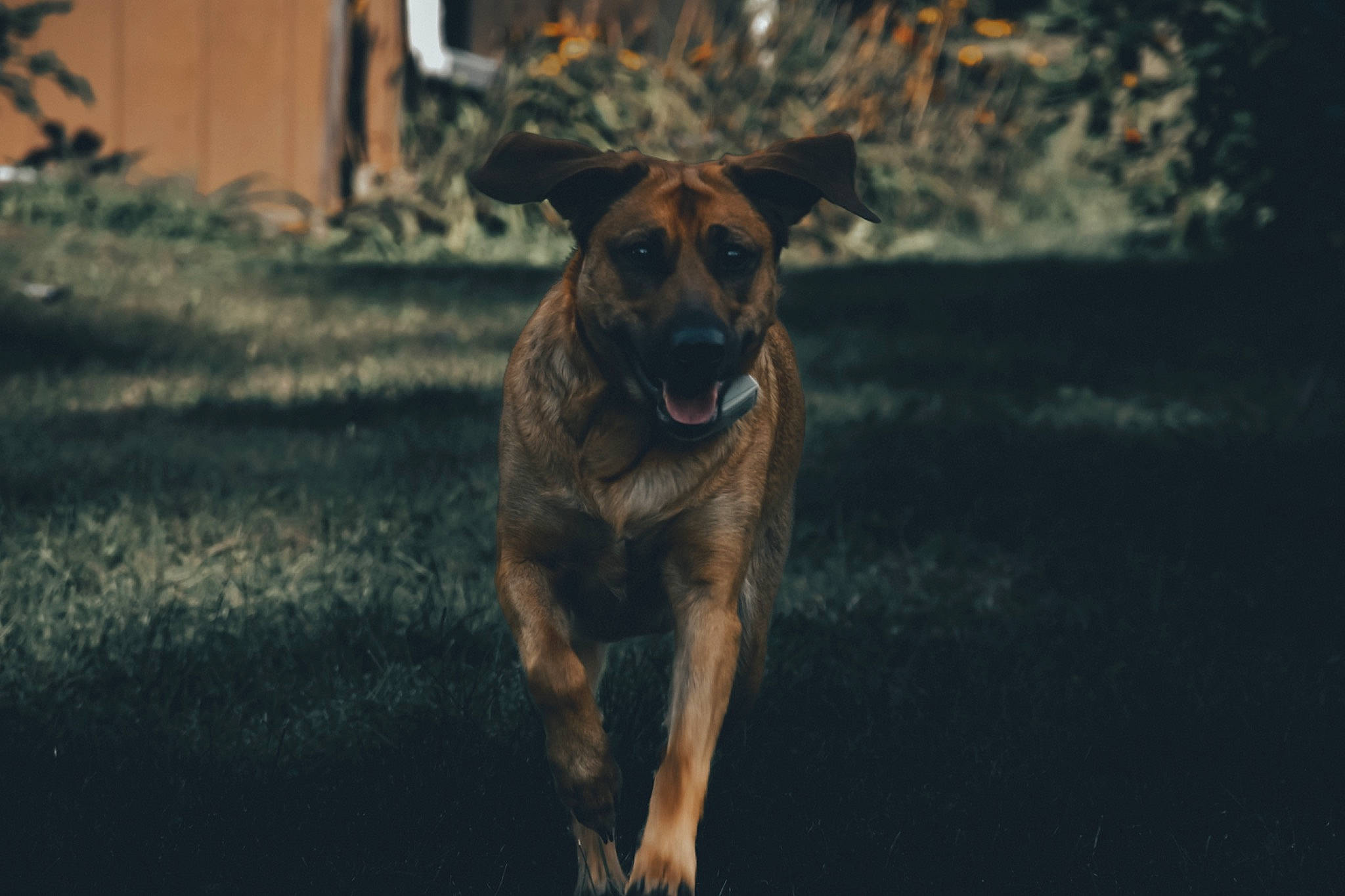 Daisy joined the competition — help win amazing prizes! canidae, carnivore, companion_dog, dog, dog_breed, fawn, fur, grass, guard_dog, plant, snout, sporting_group, street_dog, tail, terrestrial_animal, tree, trunk, whiskers, wood, working_dog