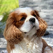 Roméo participe au concours pour gagner de l'argent avec cette photo : dog, cavalier_king_charles_spaniel, pet, fluffy, ears, brown_and_white, outdoor, sunlight, portrait, cute, animal, canine, fur, close_up, garden, nature, companion, domestic_animal, adorable, sitting