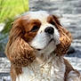 dog, cavalier_king_charles_spaniel, pet, fluffy, ears, brown_and_white, outdoor, sunlight, portrait, cute, animal, canine, fur, close_up, garden, nature, companion, domestic_animal, adorable, sitting