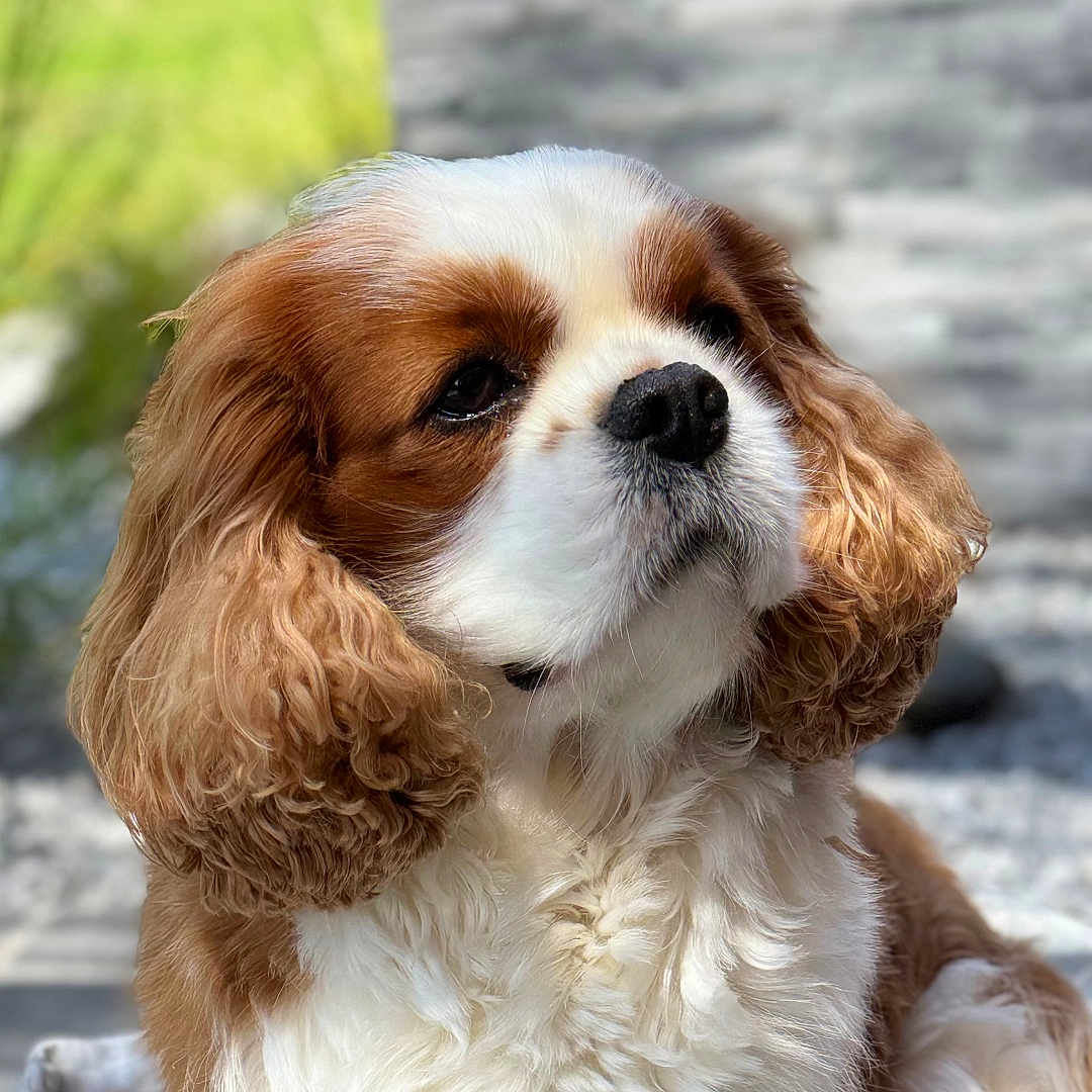 Roméo participe au concours pour gagner de l'argent avec cette photo : adorable, animal, brown_and_white, canine, cavalier_king_charles_spaniel, close_up, companion, cute, dog, domestic_animal, ears, fluffy, fur, garden, nature, outdoor, pet, portrait, sitting, sunlight
