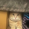 Stanley is registered to the contest to win money with this photo: animal, cardboard_box, cat, cozy, curious, cute, domestic, eyes, fabric, feline, fur, hidden, indoor, nose, orange_tabby, paw, pet, resting, sitting, whiskers