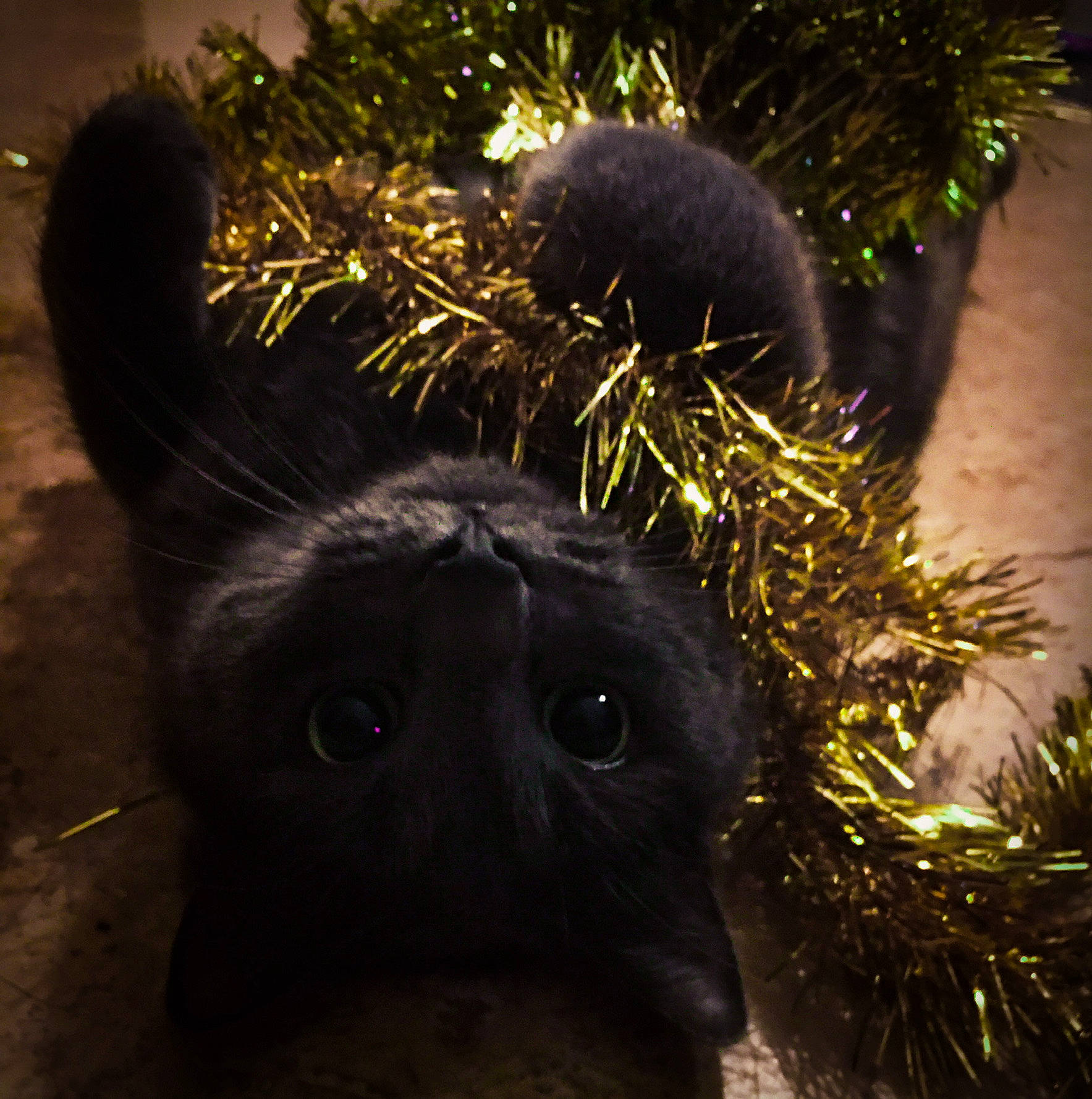 Ombre a rejoint le concours — aidez-le/la à gagner de superbes lots ! conifer, event, evergreen, fir, fur, grass, organism, pine, pine_family, primate, snout, terrestrial_animal, tints_and_shades, twig, whiskers