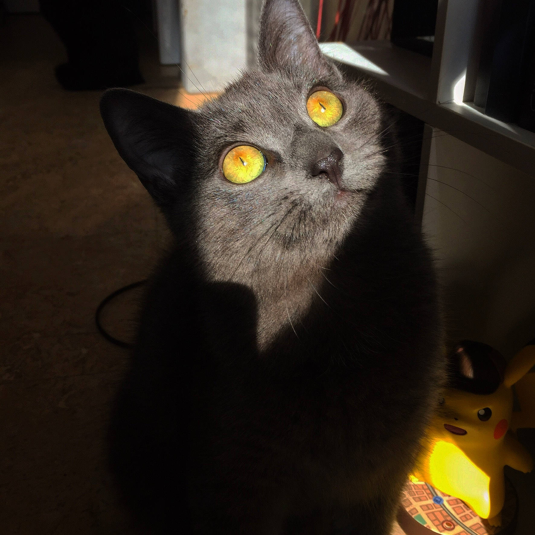 Ombre participe au concours pour gagner de l'argent avec cette photo : black_cat, british_shorthair, carnivore, cat, cat_toy, chartreux, domestic_short_haired_cat, felidae, fur, grey, paw, small_to_medium_sized_cats, snout, tail, whiskers, window