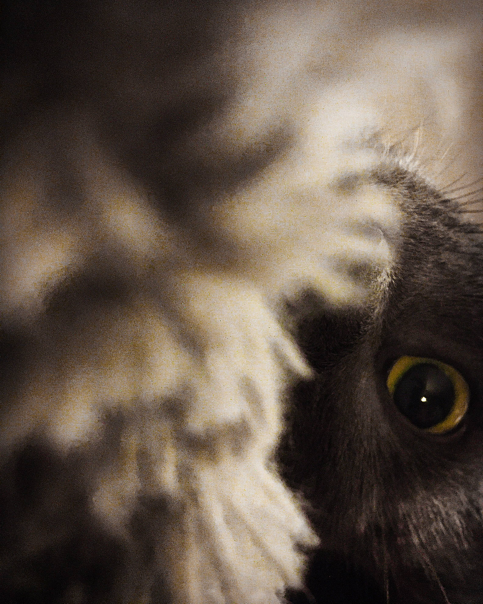 Ombre a rejoint le concours — aidez-le/la à gagner de superbes lots ! carnivore, cat, cloud, darkness, domestic_short_haired_cat, eyelash, felidae, fur, macro_photography, monochrome, monochrome_photography, paw, sky, small_to_medium_sized_cats, snout, sporting_group, tail, tints_and_shades, tree, whiskers