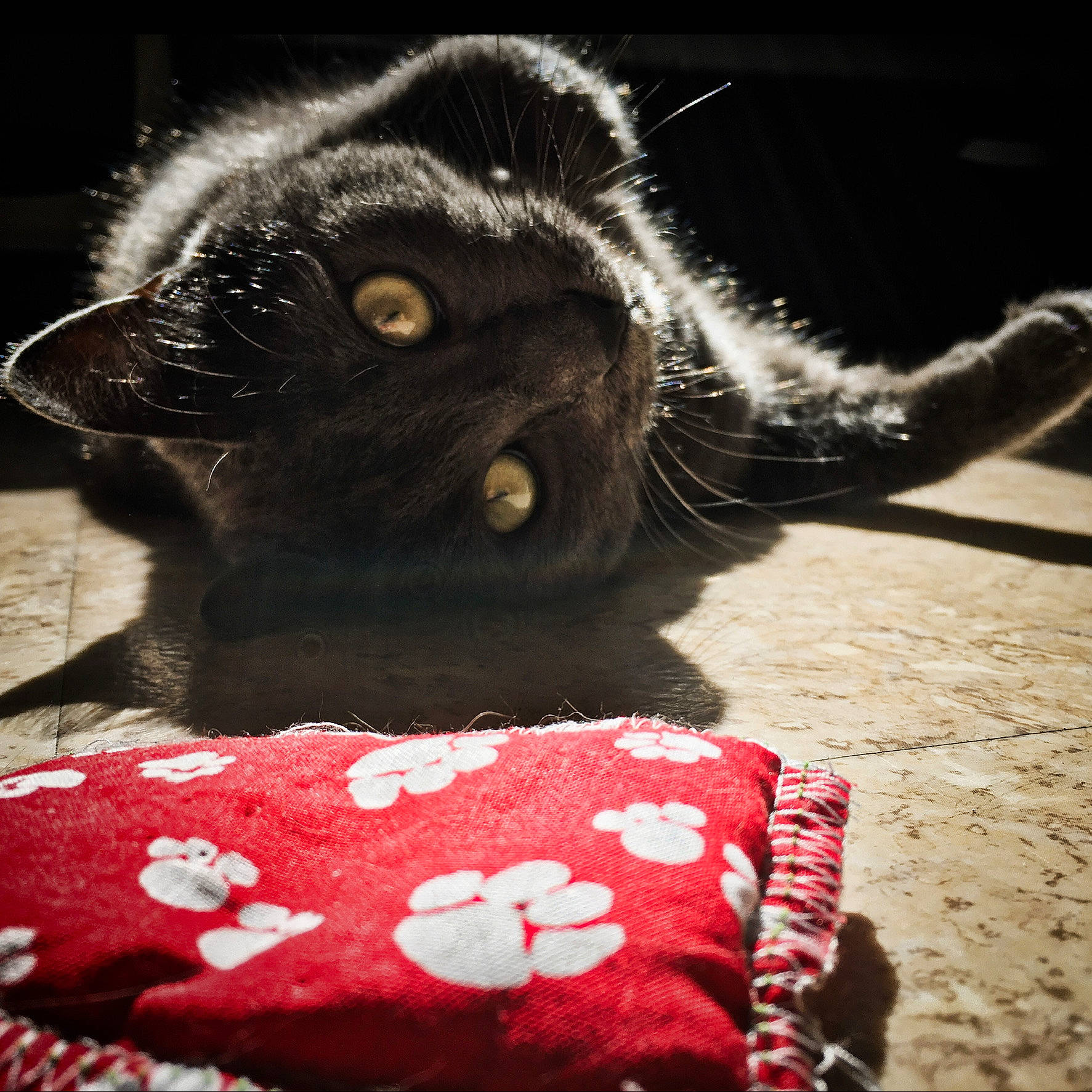 Ombre a rejoint le concours — aidez-le/la à gagner de superbes lots ! black_cat, canidae, carnivore, cat, cat_supply, claw, domestic_short_haired_cat, felidae, flooring, fur, magenta, mammal, pattern, paw, small_to_medium_sized_cats, snout, tail, terrestrial_animal, whiskers