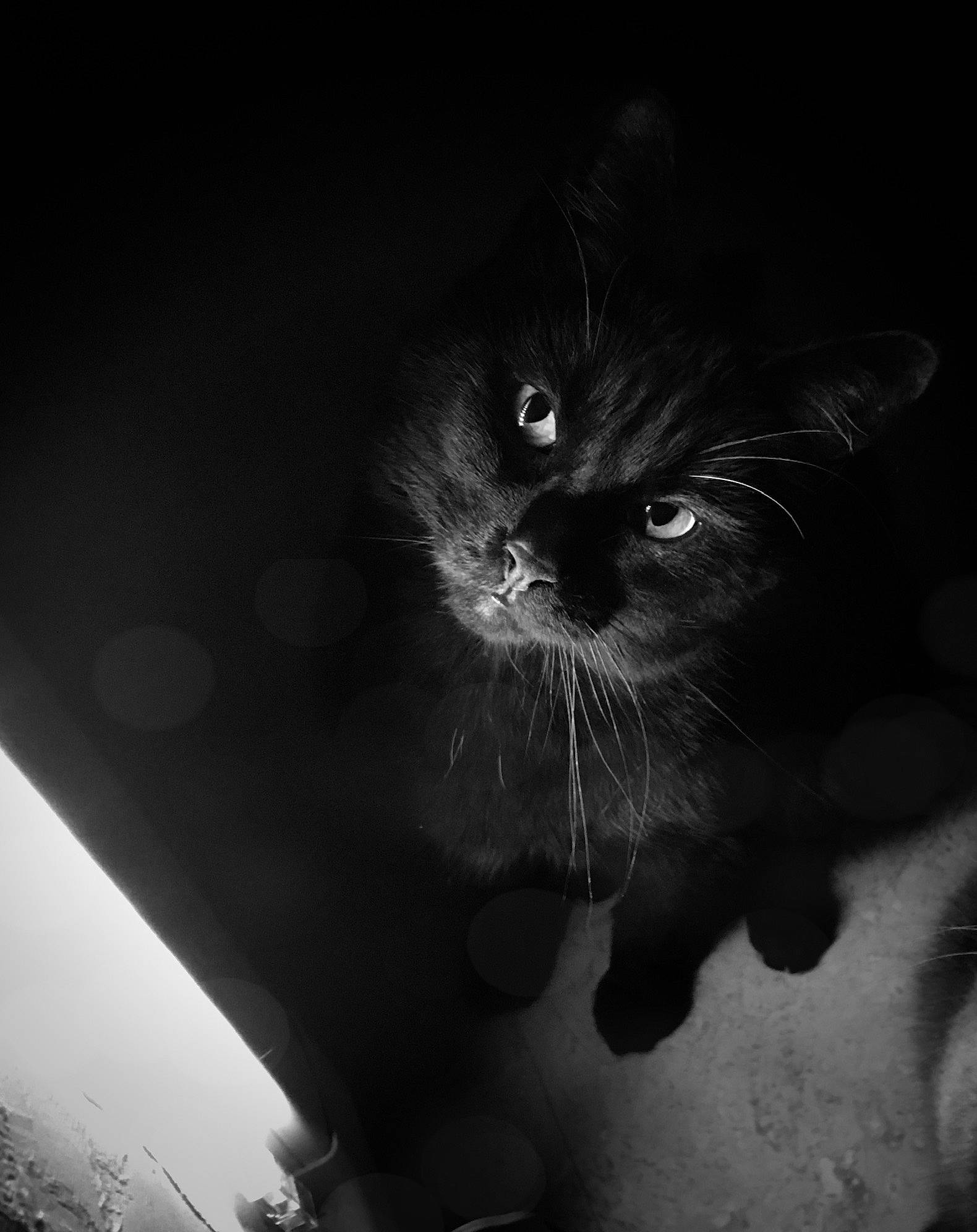 Louky participe au concours pour gagner de l'argent avec cette photo : black, black_and_white, black_cat, carnivore, cat, darkness, felidae, flash_photography, fur, grey, line, liquid, monochrome, monochrome_photography, small_to_medium_sized_cats, snout, style, tail, tints_and_shades, whiskers