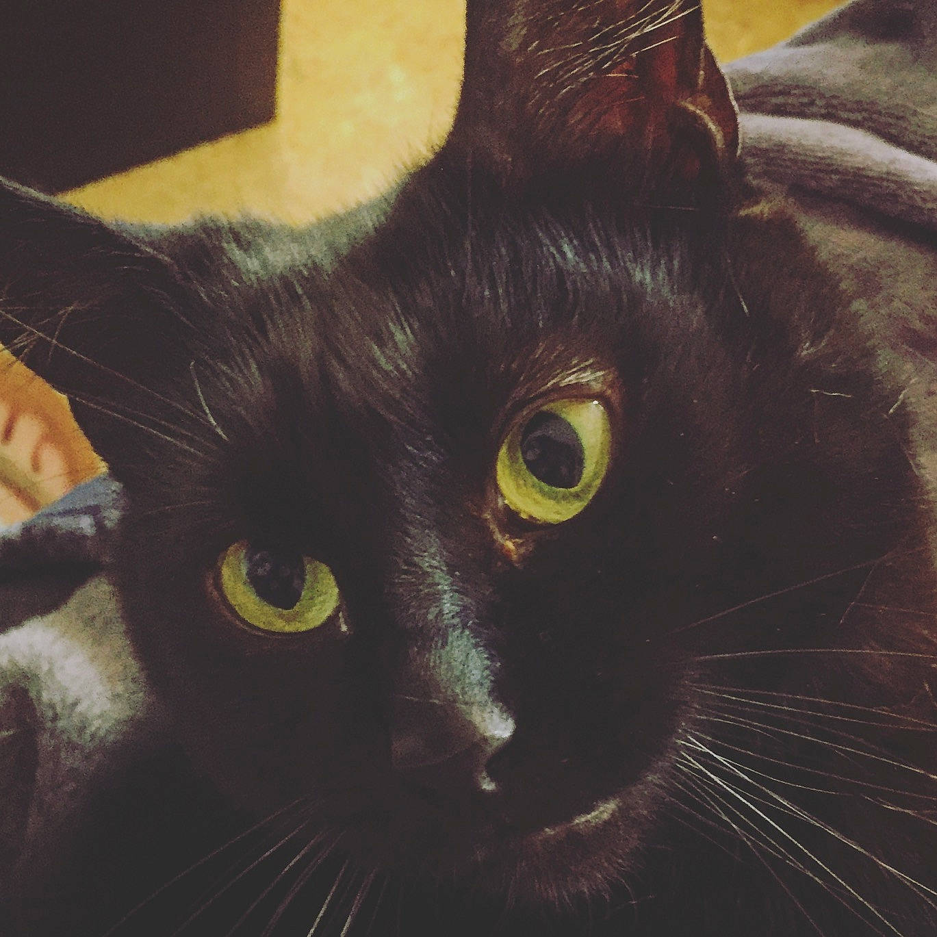 Louky participe au concours pour gagner de l'argent avec cette photo : art, black_cat, bombay, carnivore, cat, domestic_short_haired_cat, ear, eye, felidae, fur, havana_brown, small_to_medium_sized_cats, snout, terrestrial_animal, whiskers