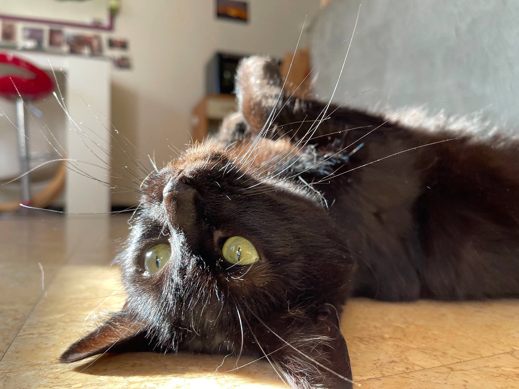 Louky a rejoint le concours — aidez-le/la à gagner de superbes lots ! black_cat, canidae, carnivore, cat, claw, comfort, domestic_short_haired_cat, ear, felidae, floor, flooring, fur, hardwood, paw, picture_frame, small_to_medium_sized_cats, snout, tail, whiskers, wood