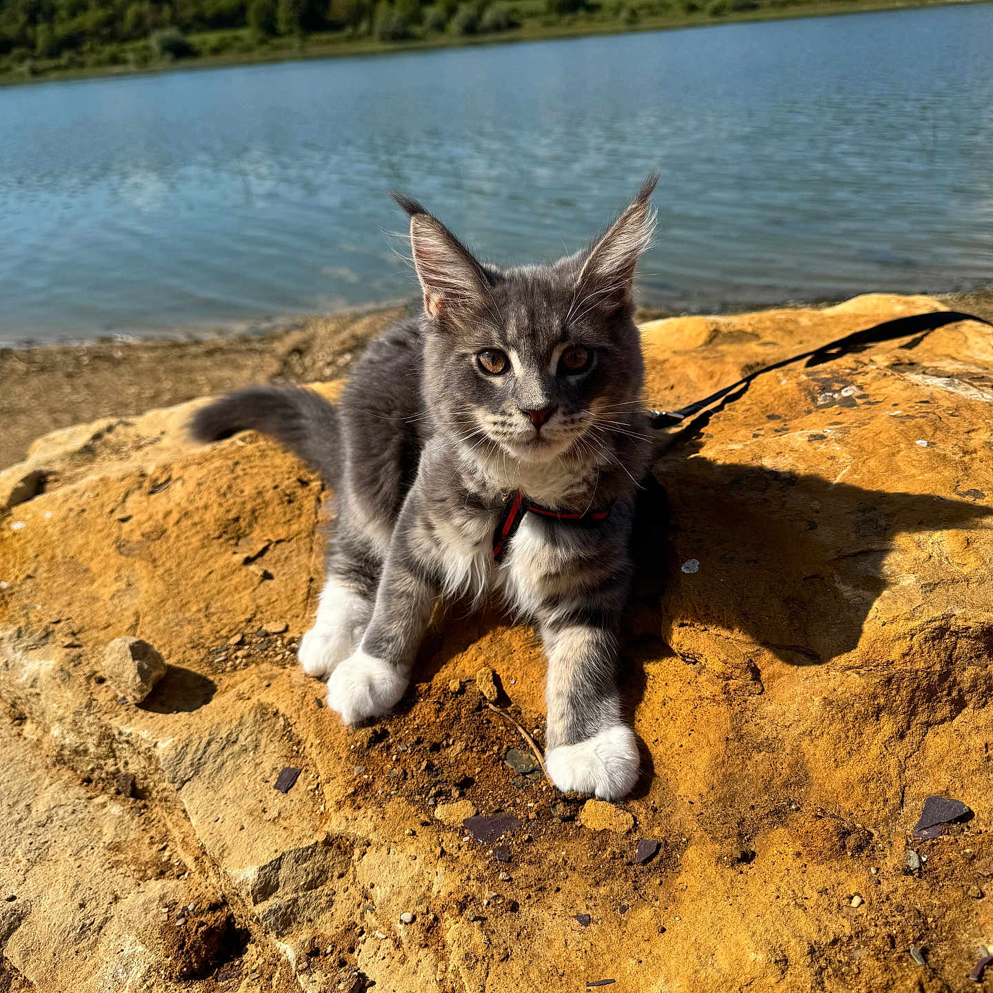 Baya participe au concours pour gagner de l'argent avec cette photo : animal, cat, clouds, curious, gray_cat, kitten, lake, leash, nature, outdoor, pet, resting, rock, sky, sunlight, trees, water, white_paws, wildlife, young_cat