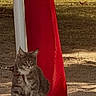 Baya participe au concours pour gagner de l'argent avec cette photo : alert, animal, cat, concrete, daylight, feline, flag, flagpole, float, fur, nature, outdoor, pet, red_flag, rope, sand, sitting, tabby_cat, whiskers, yellow_flag