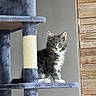 animal, cat, cat_tree, curious, cute, domestic, feline, fur, gray, indoor, kitten, looking, perched, pet, playful, scratching_post, soft, white, wood_paneling, young