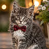 adorable, animal, bokeh, bow_tie, cat, closeup, cute, feline, flowers, fluffy, gray_fur, kitten, lamp, lights, outdoor, pet, portrait, sitting, white_fur, wooden_surface
