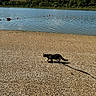 Baya participe au concours pour gagner de l'argent avec cette photo : animal, buoys, calm, cat, daytime, forest, lake, landscape, leash, nature, outdoor, pebbled_beach, pet, shadow, shore, sky, sunlight, trees, walking, water