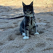 Baya a rejoint le concours — aidez-le/la à gagner de superbes lots ! animal, cat, curious, daylight, ears, eyes, feline, fur, gray_cat, harness, leash, nature, outdoor, pet, playful, sand, sitting, texture, whiskers, white_paws