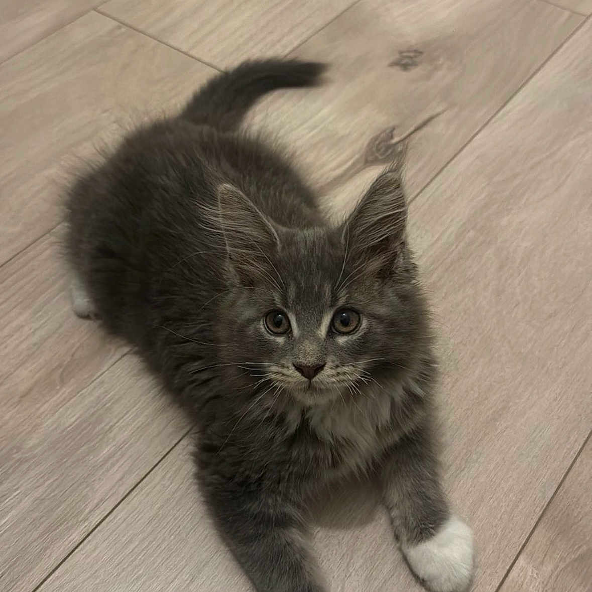 Baya participe au concours pour gagner de l'argent avec cette photo : kitten, cat, gray_cat, white_paws, fluffy, pet, animal, floor, wood_floor, indoor, cute, young_cat, feline, whiskers, ears, tail, laying, curious, domestic_cat, small