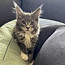 animal, cat, couch, cushion, cute, domestic_cat, ears, feline, fluffy_fur, gray_cat, indoor, kitten, looking_at_camera, pet, portrait, sitting, soft_texture, whiskers, white_paws, young_cat