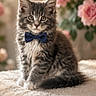 adorable, animal, bow_tie, cat, closeup, cute, feline, flower, fluffy, fur, gray, indoor, kitten, pet, pink_rose, portrait, sitting, soft_light, white, young