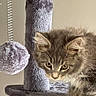 animal, cat, cat_tree, close_up, curious, cute, ears, feline, fur, furniture, gray, indoor, kitten, paw, pet, playful, spring_toy, toy, whiskers, young