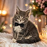 adorable, animal, bokeh_lights, bow_tie, cat, close_up, cute, decor, face, fluffy_blanket, furry, gray_cat, indoor, kitten, pet, pink_flowers, portrait, sitting, soft_lighting, white_fur