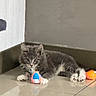 animal, cat, corner, curious, cute, floor, furry, gray, indoor, kitten, pet, playing, reflection, resting, shadow, small, tile, toy, white, young