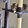 animal, cat, cat_tree, climbing, cute, dangling_toys, ears, fluffy, focused, furniture, gray_fur, indoor, kitten, paws, pet, playful, resting, scratching_post, whiskers, young_cat