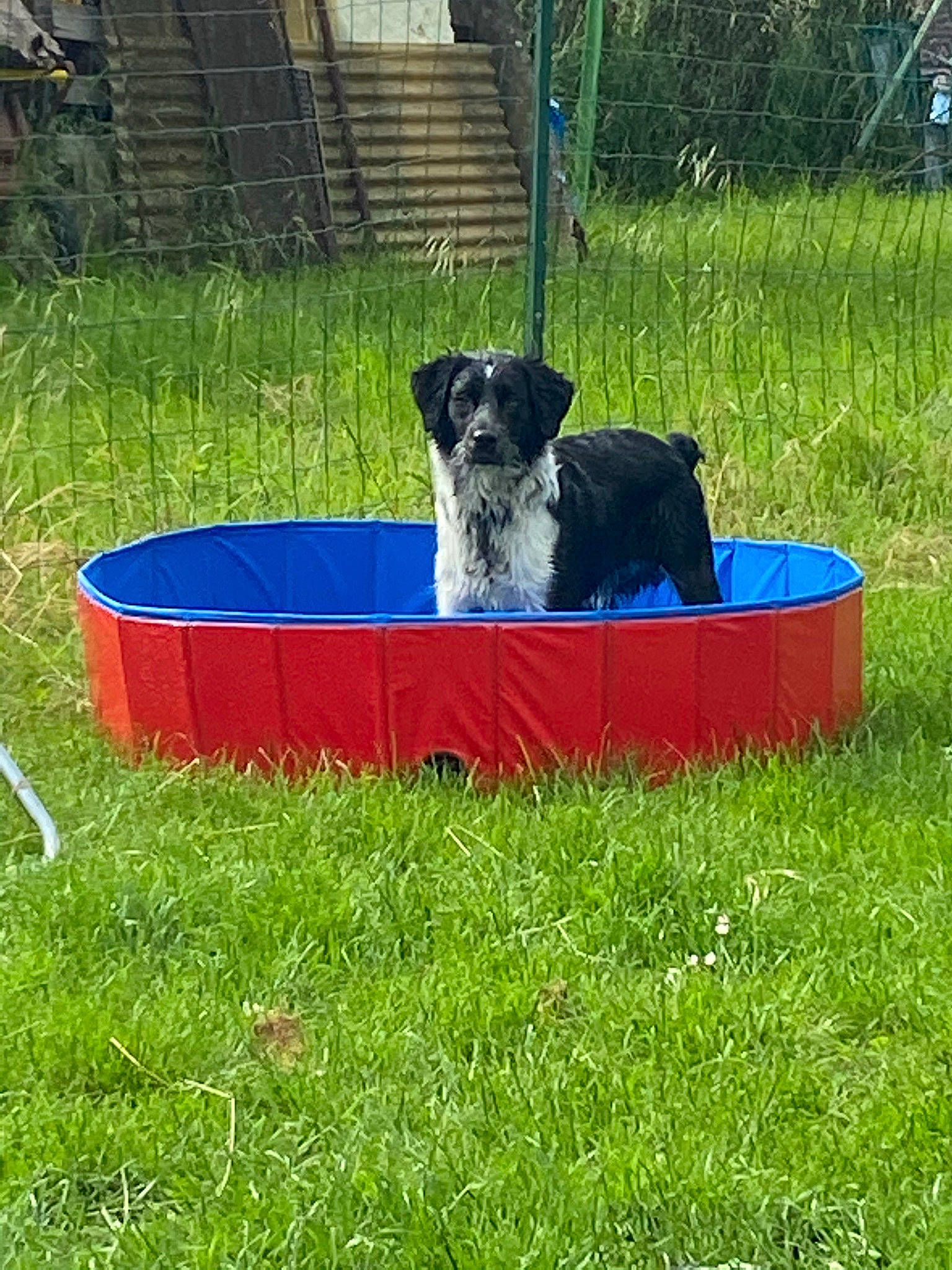 Indigo a rejoint le concours — aidez-le/la à gagner de superbes lots ! canidae, carnivore, companion_dog, dog, dog_breed, dog_sports, dog_supply, fence, grass, herding_dog, pasture, pet_supply, plant, rectangle, sporting_group, tree, vertebrate, working_animal, working_dog