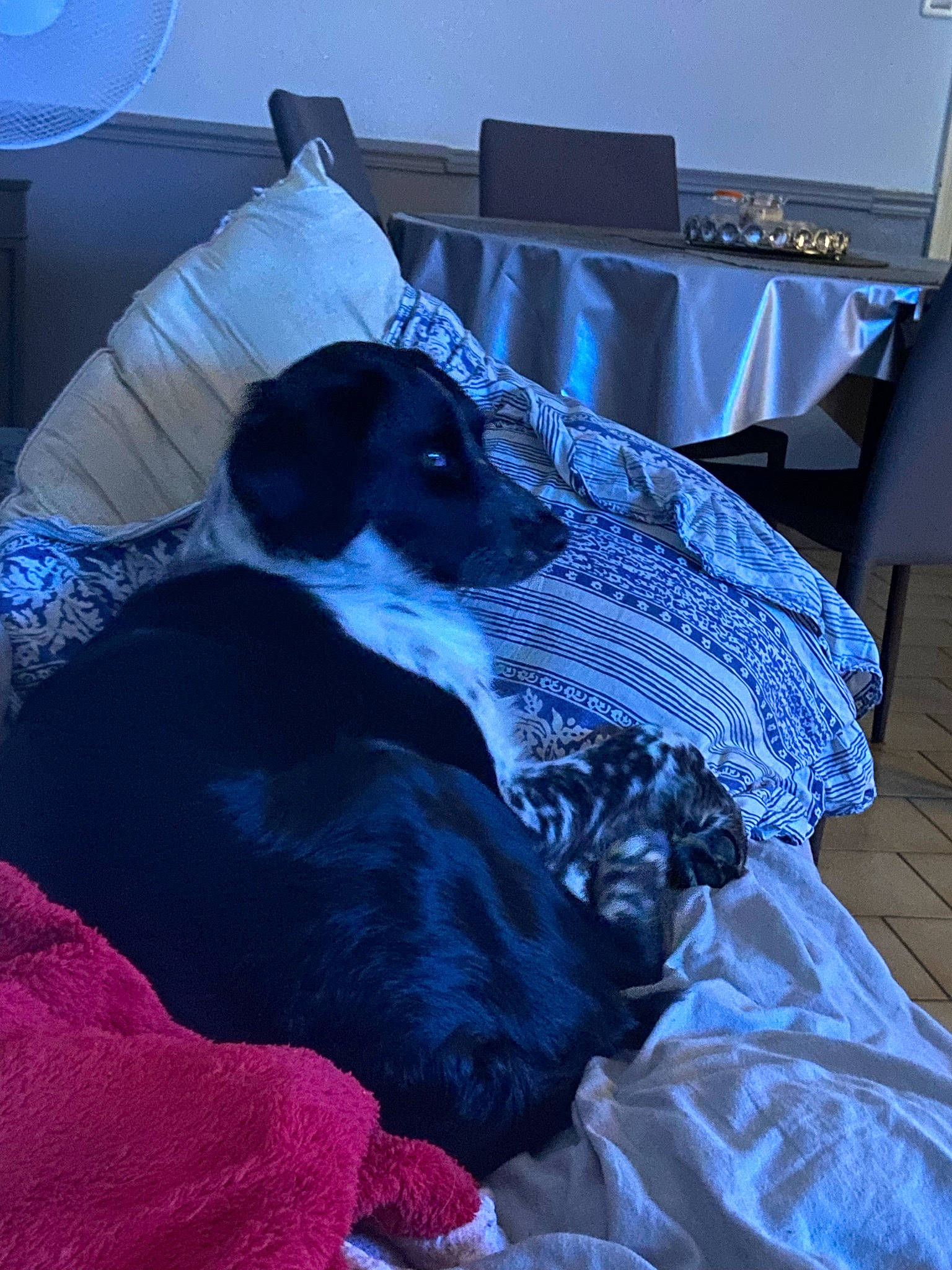 Indigo participe au concours pour gagner de l'argent avec cette photo : bed, bed_sheet, bedding, bedtime, blue, canidae, carnivore, comfort, companion_dog, couch, dog, dog_breed, electric_blue, fur, grey, linens, nap, purple, sporting_group, working_animal