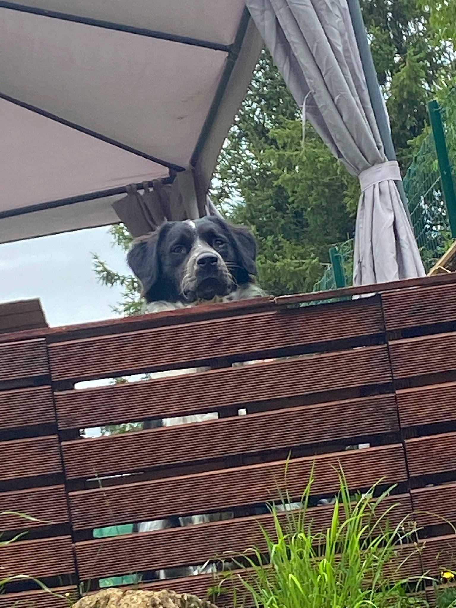 Indigo participe au concours pour gagner de l'argent avec cette photo : carnivore, companion_dog, dog, dog_breed, fawn, grass, hardwood, home_fencing, lumber, plant, roof, shade, siding, sporting_group, terrestrial_animal, tree, trunk, wood, wood_stain, working_animal