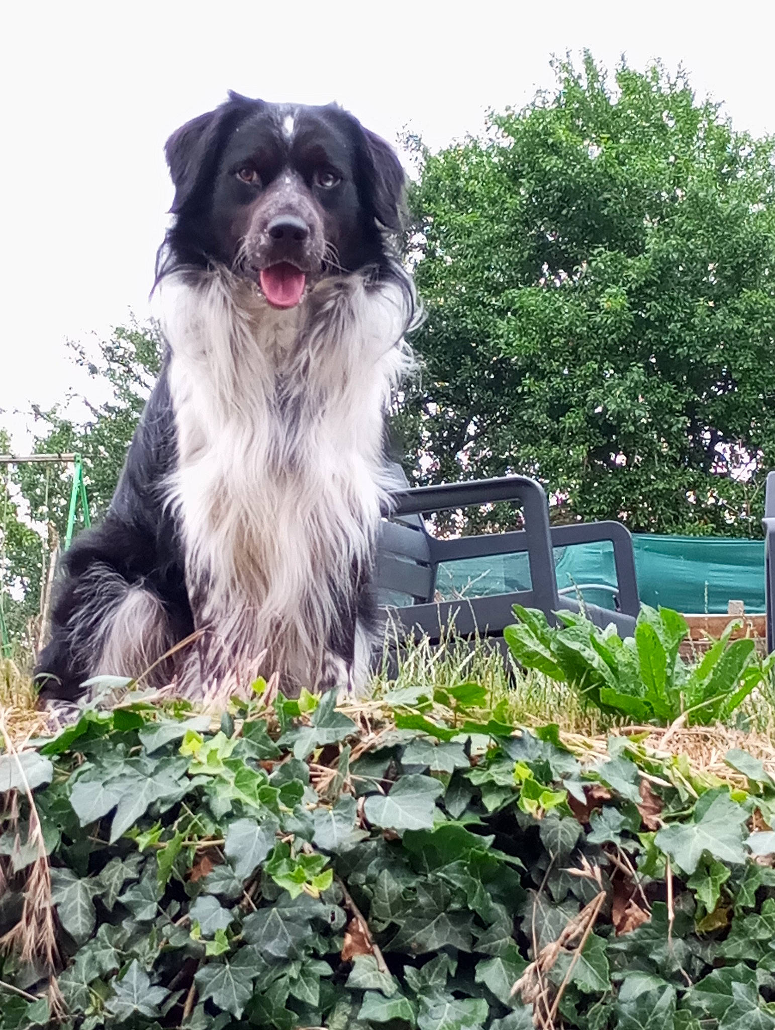 Indigo participe au concours pour gagner de l'argent avec cette photo : border_collie, carnivore, companion_dog, dog, dog_breed, fence, garden, grass, groundcover, gun_dog, home_fencing, plant, shrub, sporting_group, tree, working_dog
