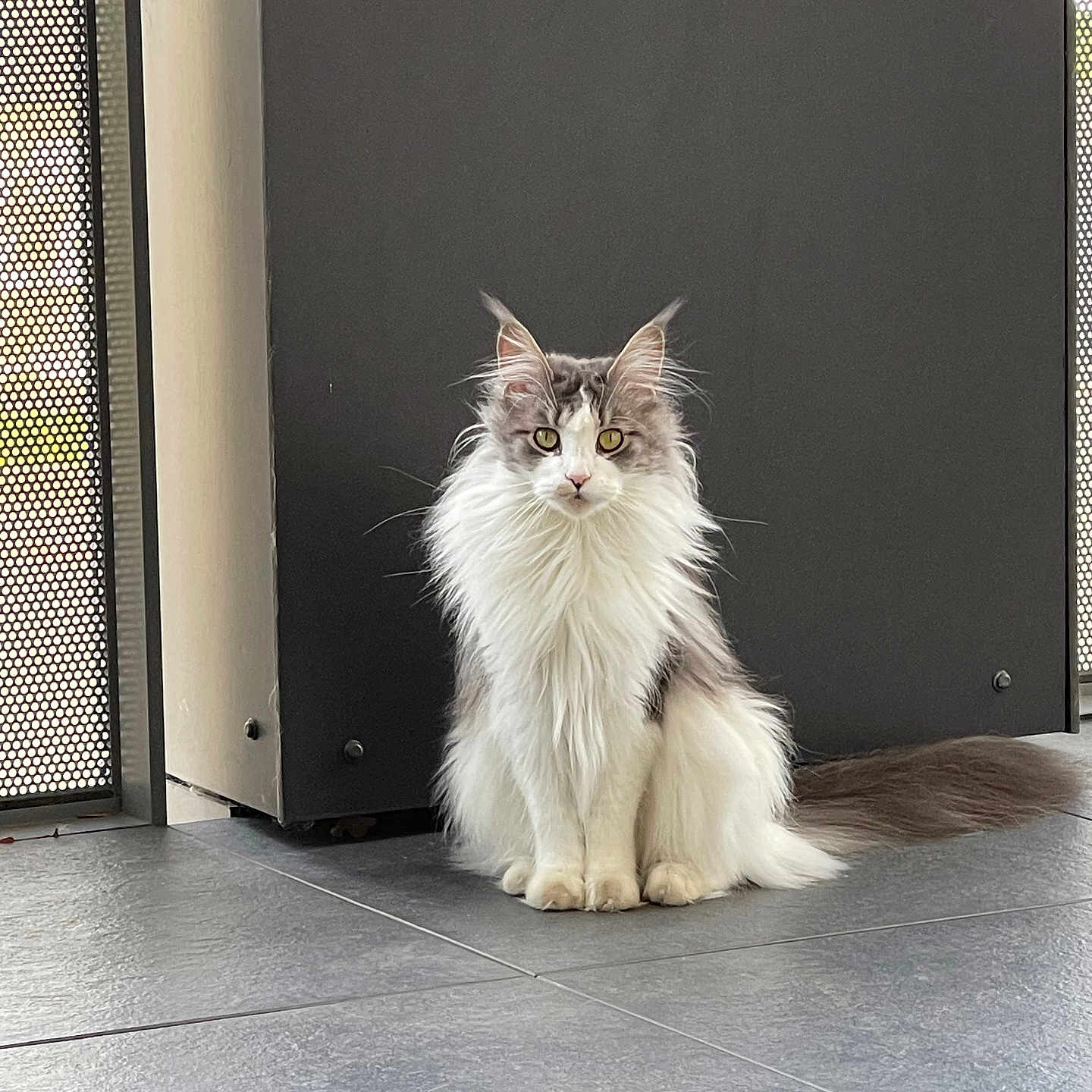 Nala a rejoint le concours — aidez-le/la à gagner de superbes lots ! alert, animal, background, black, cat, cute, ears, feline, floor, fluffy, gray, indoor, long_hair, modern, pet, portrait, sitting, tail, tile, white