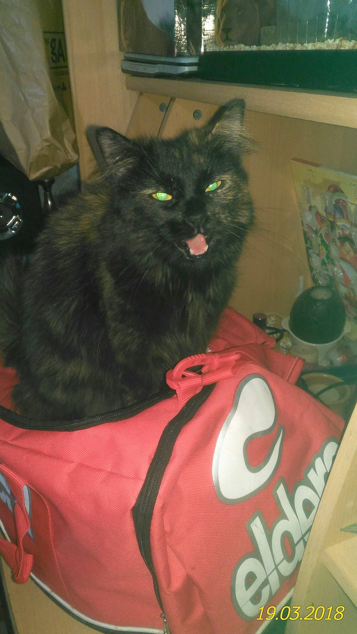 Sissy participe au concours pour gagner de l'argent avec cette photo : backpack, bag, baggage, black_cat, carnivore, cat, comfort, domestic_short_haired_cat, felidae, fur, logo, luggage_and_bags, mammal, personal_protective_equipment, room, small_to_medium_sized_cats, snout, t_shirt, tail, whiskers