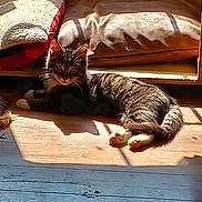 Socks joined the competition — help win amazing prizes! cat, tabby, sunlight, wooden_floor, cushion, blanket, indoor, pet, relaxed, resting, shadow, feline, cozy, animal, home, comfort, fur, paw, window_light, lounging