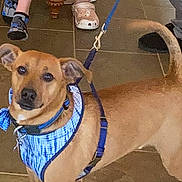 Iggy is registered to the contest to win money with this photo: accessories, adult, animal, boy, canine, child, clothing, dog, footwear, hound, leash, male, man, person, pet, puppy, runningshoe, shoe, sneaker, strap