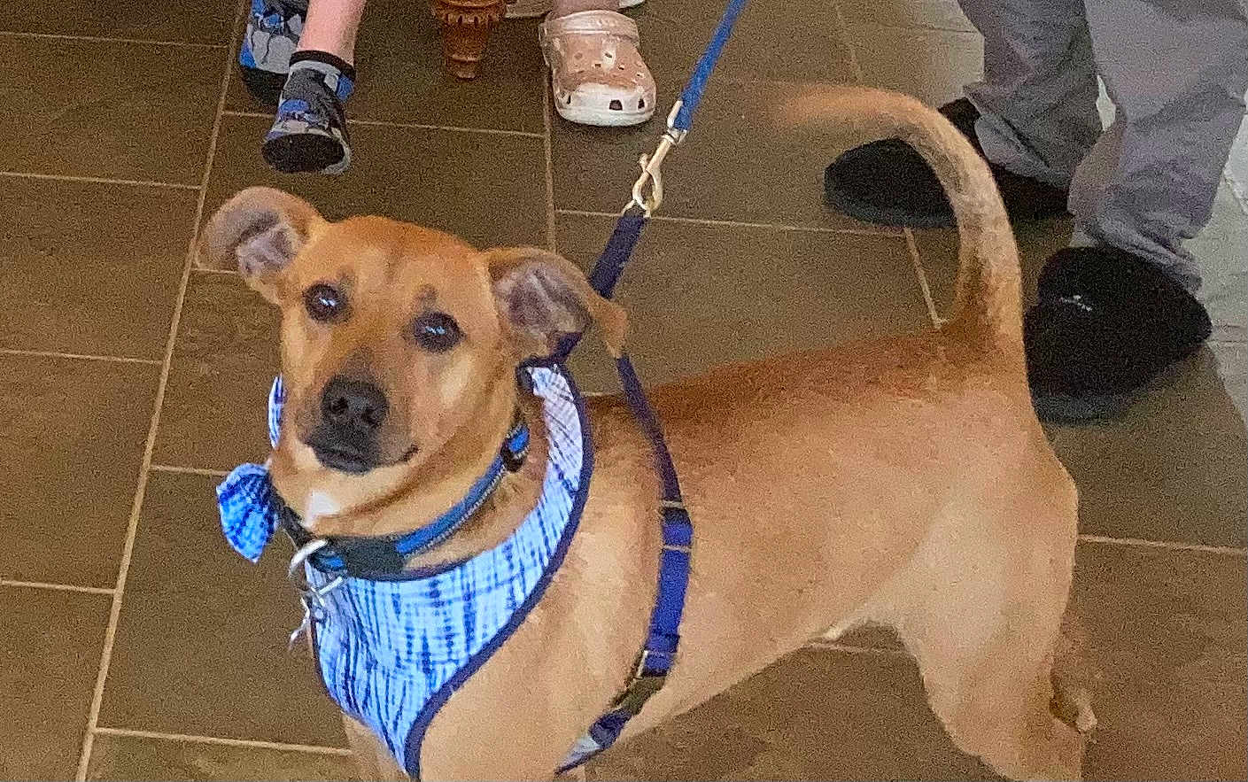 Iggy is registered to the contest to win money with this photo: accessories, adult, animal, boy, canine, child, clothing, dog, footwear, hound, leash, male, man, person, pet, puppy, runningshoe, shoe, sneaker, strap