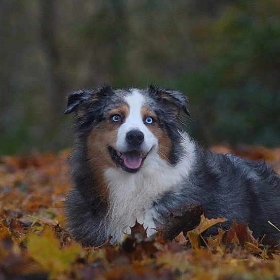 Orka