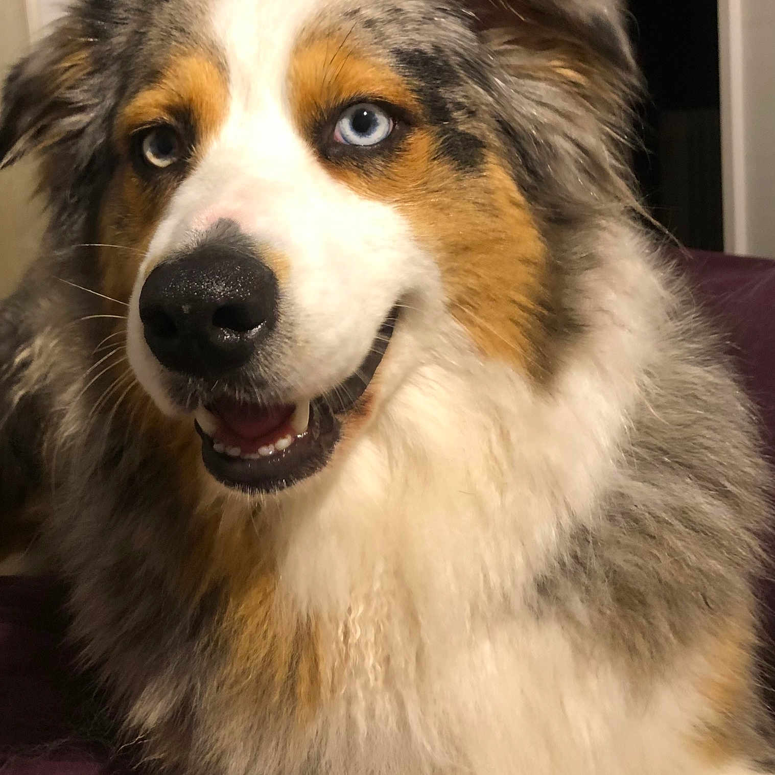 Orka