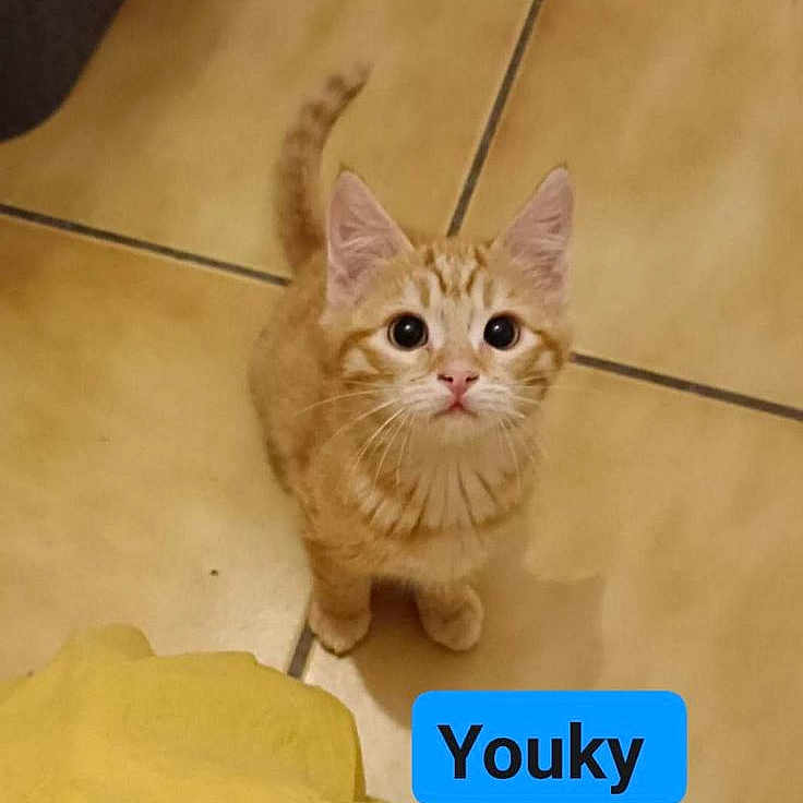 Youky