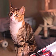 Olympia a rejoint le concours — aidez-le/la à gagner de superbes lots ! cat, tabby, indoor, table, flower_bouquet, ribbon, candle_holder, curious, green_eyes, pet, feline, striped, domestic_animal, sitting, close_up, soft_lighting, blurred_background, cozy, household, wooden_table