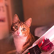 Olympia a rejoint le concours — aidez-le/la à gagner de superbes lots ! cat, tabby, pet, flower, rose, wrapped_flower, indoor, closeup, curious, wide_eyes, animal, soft_light, blurred_background, romantic, ribbon, label, whiskers, ears, fur, pink_nose
