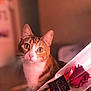 cat, tabby, pet, flower, rose, wrapped_flower, indoor, closeup, curious, wide_eyes, animal, soft_light, blurred_background, romantic, ribbon, label, whiskers, ears, fur, pink_nose