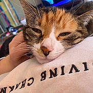 Tokyo a rejoint le concours — aidez-le/la à gagner de superbes lots ! cat, close_up, sleepy, resting, whiskers, hand, human, petting, indoor, cozy, relaxed, fur, face, nose, eyes, comfort, cuddle, blurred_background, text_on_clothing, casual