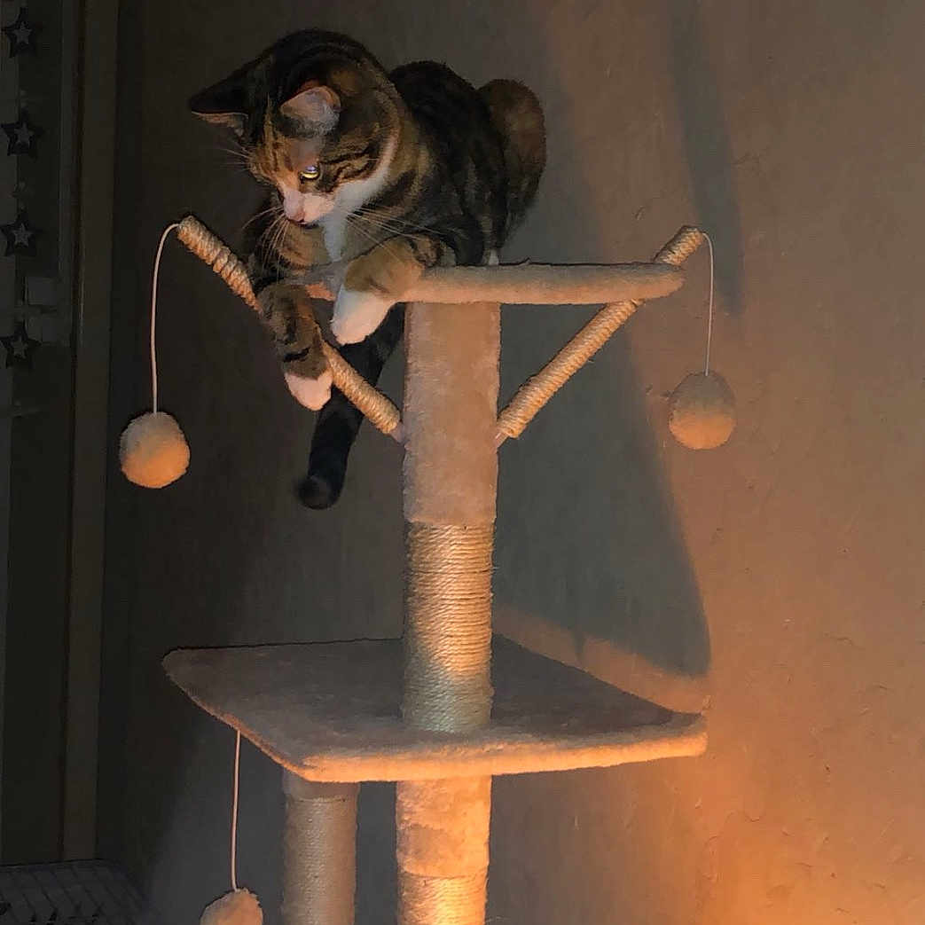 Tokyo participe au concours pour gagner de l'argent avec cette photo : animal, cat, cat_tree, cozy, curious, domestic, feline, furniture, home, indoor, perched, pet, playful, resting, scratching_post, shadow, tabby, toy_pom_poms, wall, warm_lighting