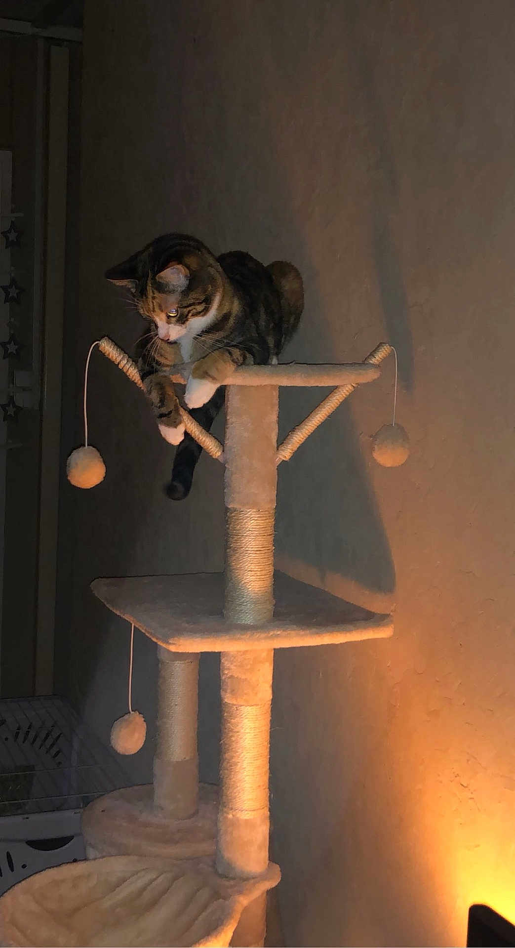 Tokyo participe au concours pour gagner de l'argent avec cette photo : cat, tabby, cat_tree, toy_pom_poms, indoor, pet, feline, curious, perched, scratching_post, warm_lighting, shadow, wall, home, animal, playful, furniture, domestic, cozy, resting