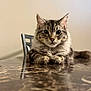 cat, tabby_cat, marble_table, chair, indoor, pet, feline, curious, close_up, fur, whiskers, ears, paws, reflection, domestic_animal, animal, portrait, resting, calm, table