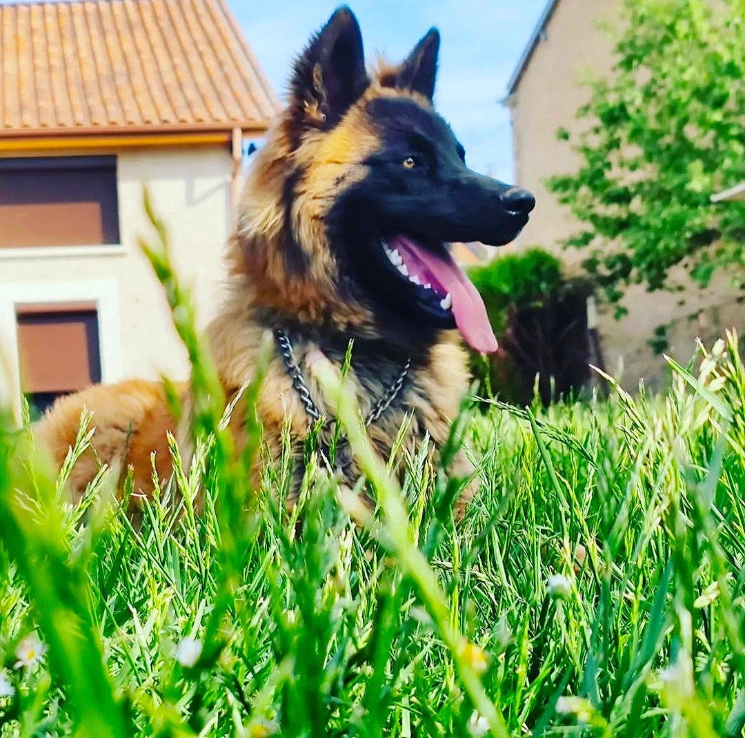 Sunny participe au concours pour gagner de l'argent avec cette photo : canidae, carnivore, collar, companion_dog, dog, dog_breed, dog_supply, fawn, fur, german_shepherd_dog, grass, herding_dog, king_shepherd, old_german_shepherd_dog, plant, sky, snout, sporting_group, window, working_animal
