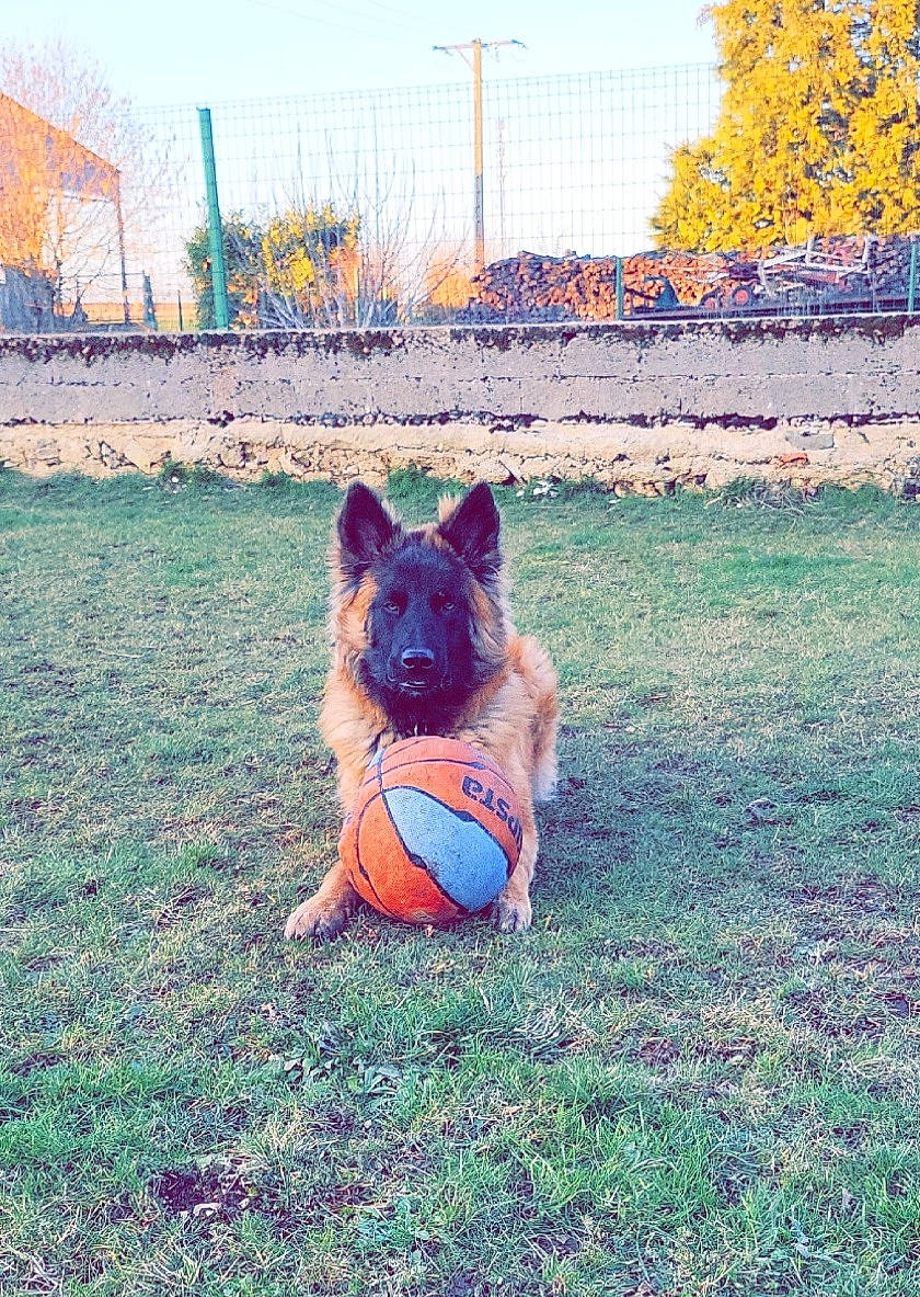 Sunny a rejoint le concours — aidez-le/la à gagner de superbes lots ! canidae, carnivore, companion_dog, dog, dog_breed, fawn, fence, foot, grass, herding_dog, landscape, line, plant, sky, snout, sporting_group, tail, tints_and_shades, tree, whiskers