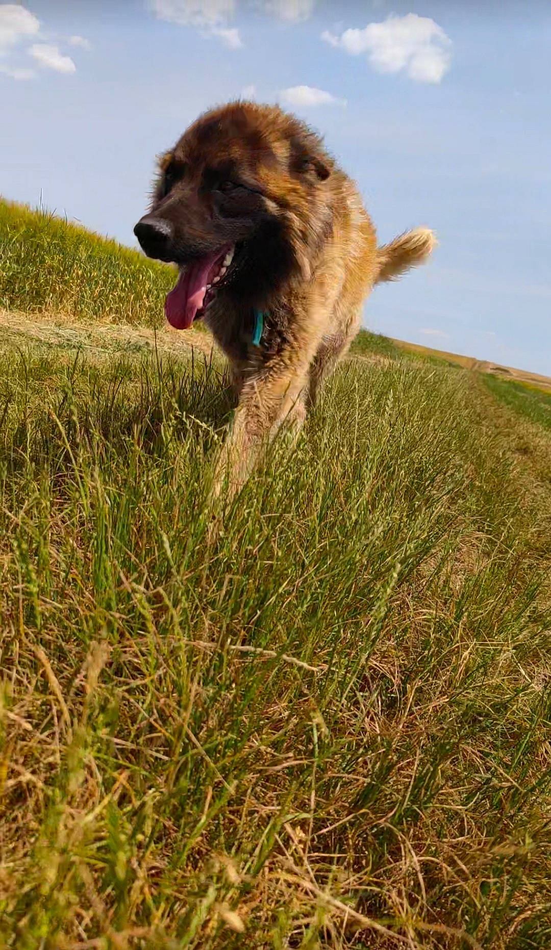 Sunny participe au concours pour gagner de l'argent avec cette photo : agriculture, canidae, carnivore, cloud, companion_dog, dog, dog_breed, fawn, field, grass, grass_family, grassland, happy, herding_dog, people_in_nature, plant, prairie, sky, soil, sporting_group